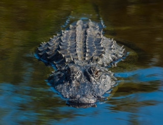 Alligator