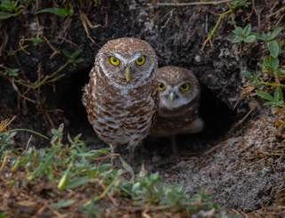 Burrowing Owls