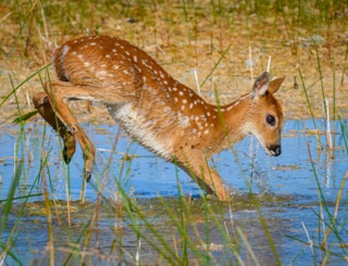 Fawn