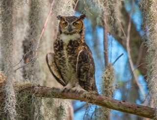 Great Horned Owl
