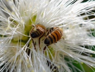 Honey Bees in a flower