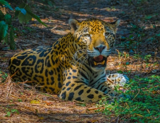 Jaguar