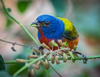 Painted Bunting