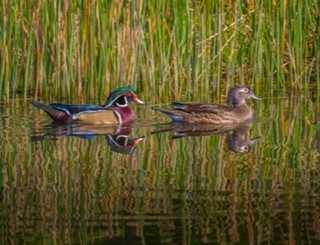 Wood Ducks
